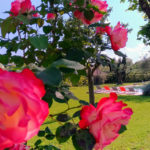 roses dans le jardin de l'Escale Provençale