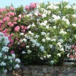 Lauriers fleurs dans le jardin