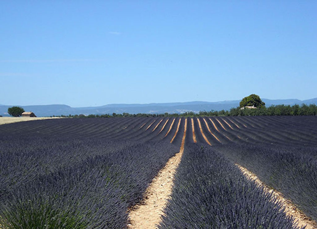 lavande sur le plateau de Valensole