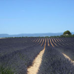 lavande sur le plateau de Valensole