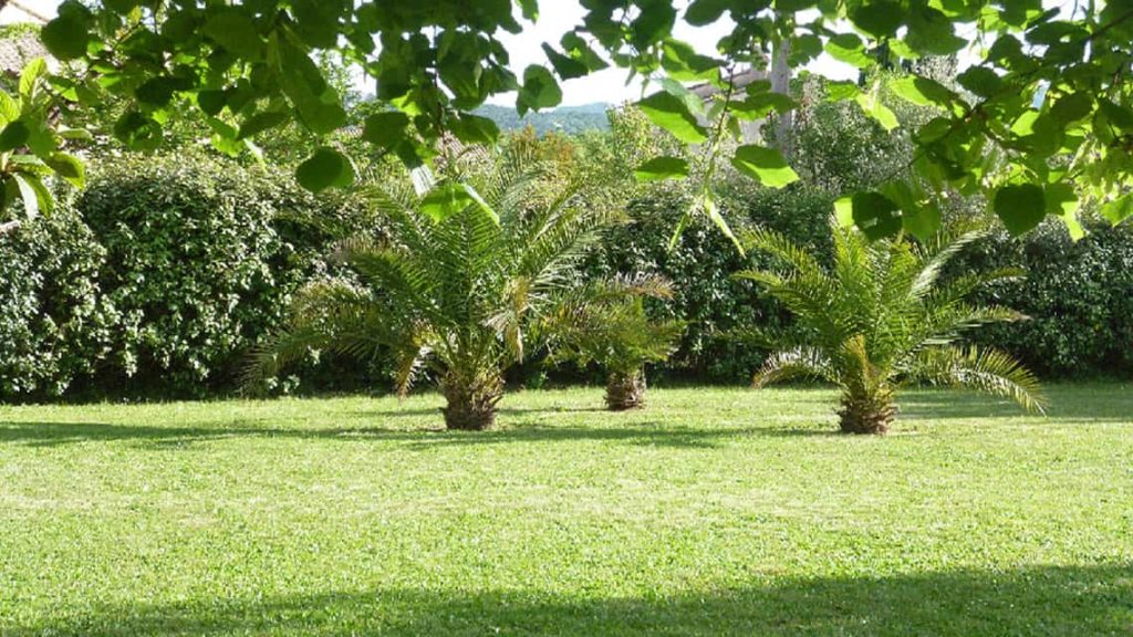 palmiers dans le jardin de l'escale provençale à Tourrettes