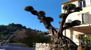 Olive tree on the terrace of L'Escale Provençale, Bed and Breakfast in Tourrettes (Provence)