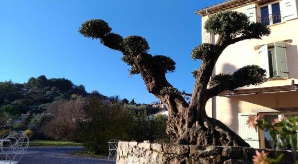 olivier-taillé en nuage sur la terrasse de l'Escale Provençale, B&B à Tourrettes (Var)